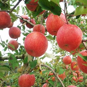 [보람농원] 껍질채먹는 사과 로얄부사 5kg