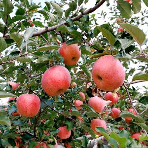 [보람농원] 껍질채먹는 사과 로얄부사 10kg