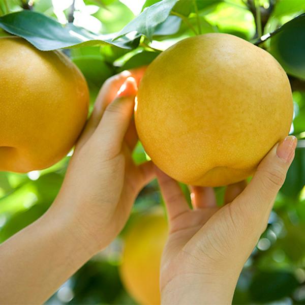 [원희성농가] 음성 배 5kg(특 6-7과)