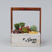 [선돌농원] 키우기 쉬운 DIY 다육화분세트 (랜덤)_2