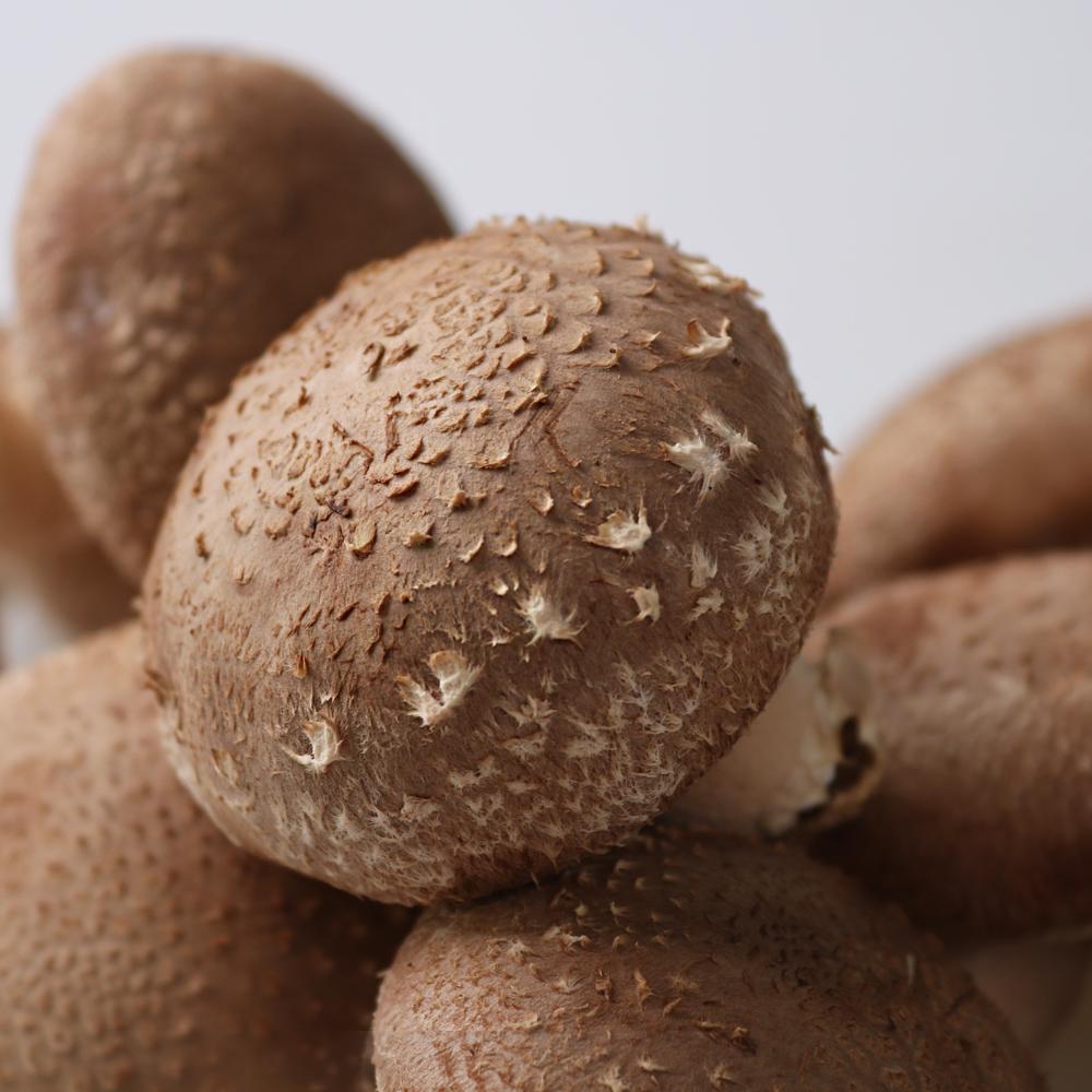 [한그루] 국내산 유기농 표고버섯(가정용) 1kg_2