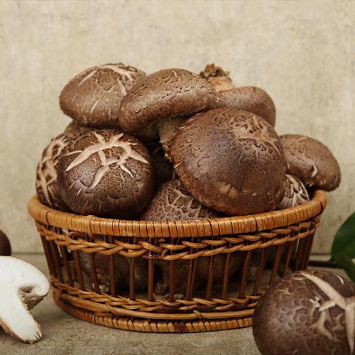 [화담표고버섯] 무농약 생표고버섯(상,선물세트) 1kg/2kg_1