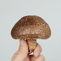 [화담표고버섯] 무농약 생표고버섯(상) 1kg/2kg_2