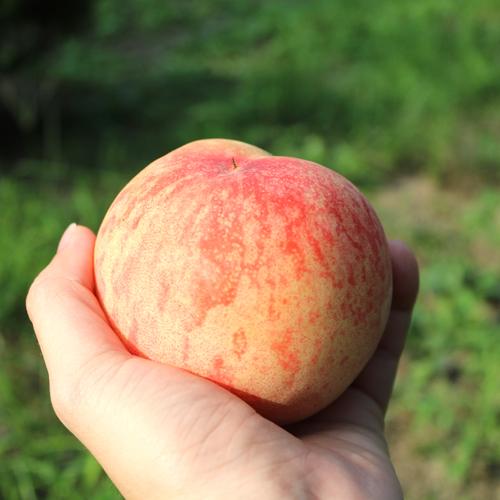 [햇사레과일조합] 농협선별 햇사레 백도 3kg(10-12과)_1