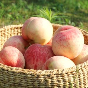 [햇사레과일조합] 농협선별 햇사레 백도 3kg(10-12과)