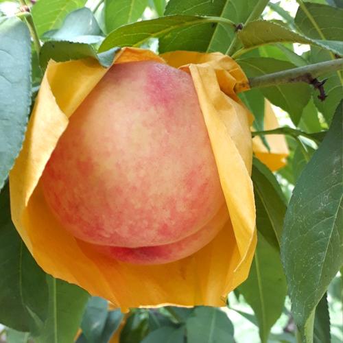 [새미농원] 햇사레 복숭아 4kg 대과(11-13과내) 랜덤_1
