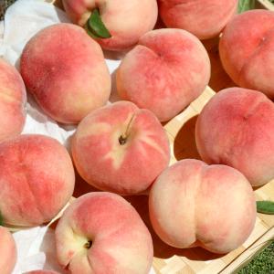[새미농원] 햇사레 복숭아 4kg 대과(11-13과내) 랜덤