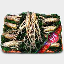 [백야홍삼] 5년근 음성수삼 특명품 1호(1.1kg/9뿌리)