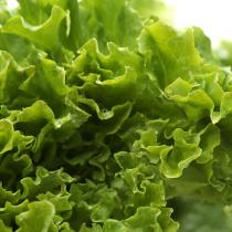 [풀래음] GAP 유럽 샐러드용 쌈채소 2kg(5-6종 랜덤)_1