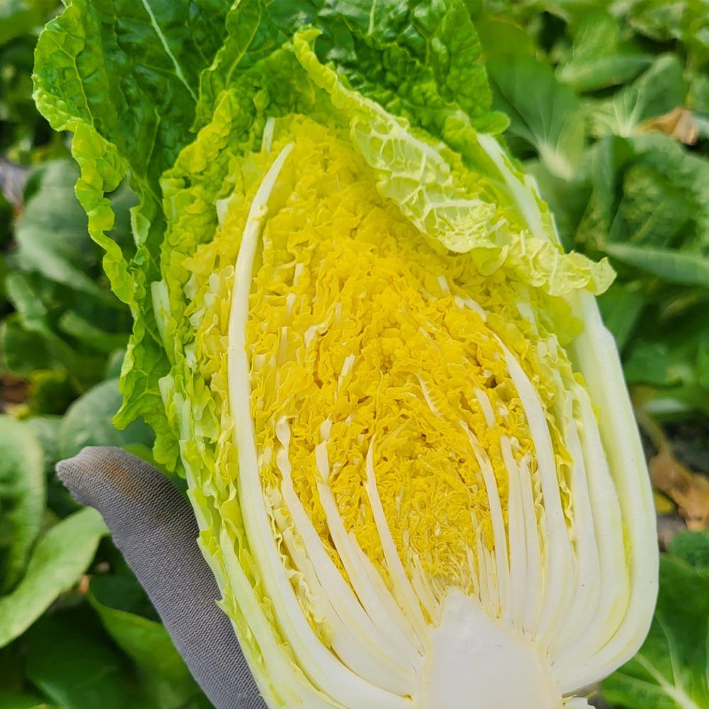 [풀래음] GAP 인증 알배기배추 4kg/8kg_3