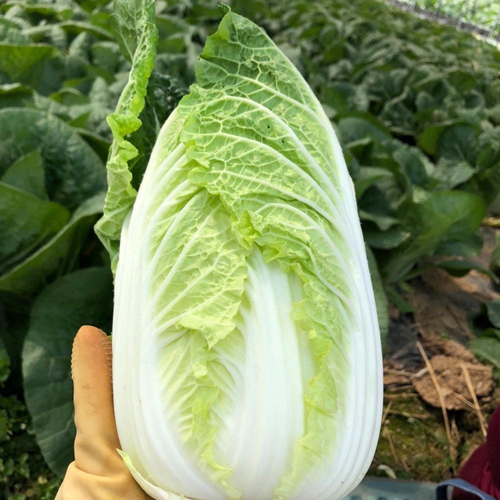 [풀래음] GAP 인증 알배기배추 4kg/8kg_2