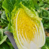 [풀래음] GAP 인증 알배기배추 4kg/8kg_3