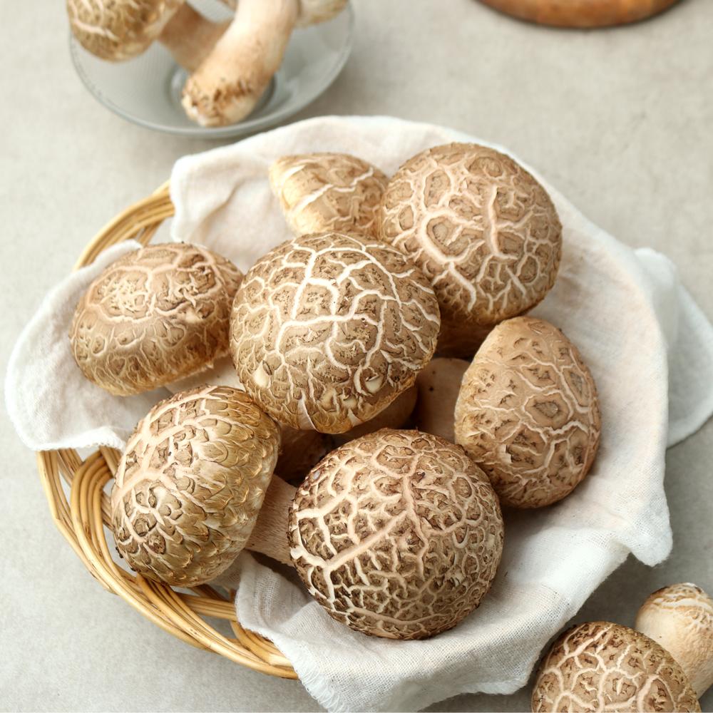 [농심] 쫄깃한 식감 진한 향 담송이버섯 1kg (특상혼합)