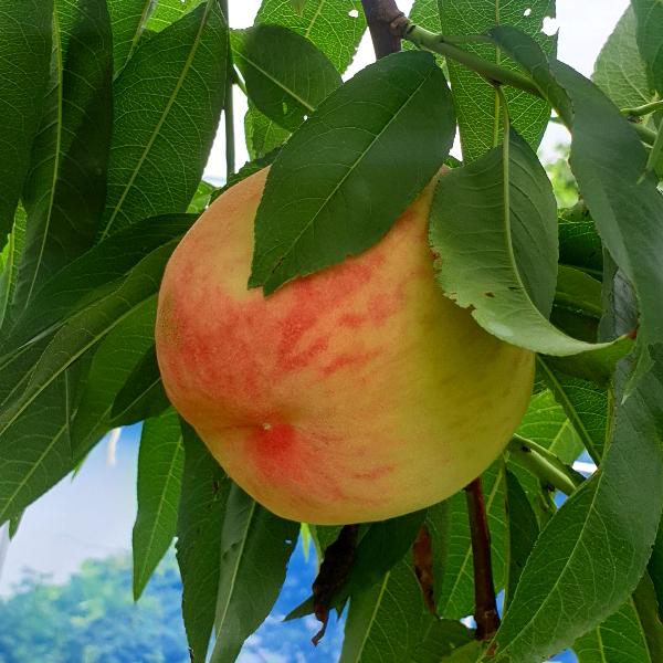 [감우재농원] 입안 가득 달콤한 마도카황도 4kg(15-16과)_2