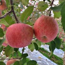 [은혜사과농장] 아삭아삭한 부사사과 10kg