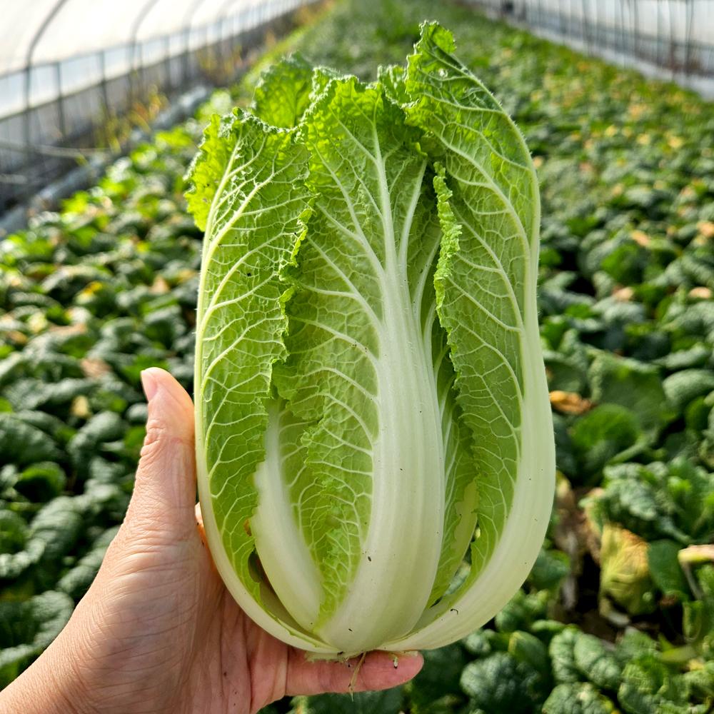 [풀래음] 통찬 얼갈이배추  2kg/4kg/8kg_1