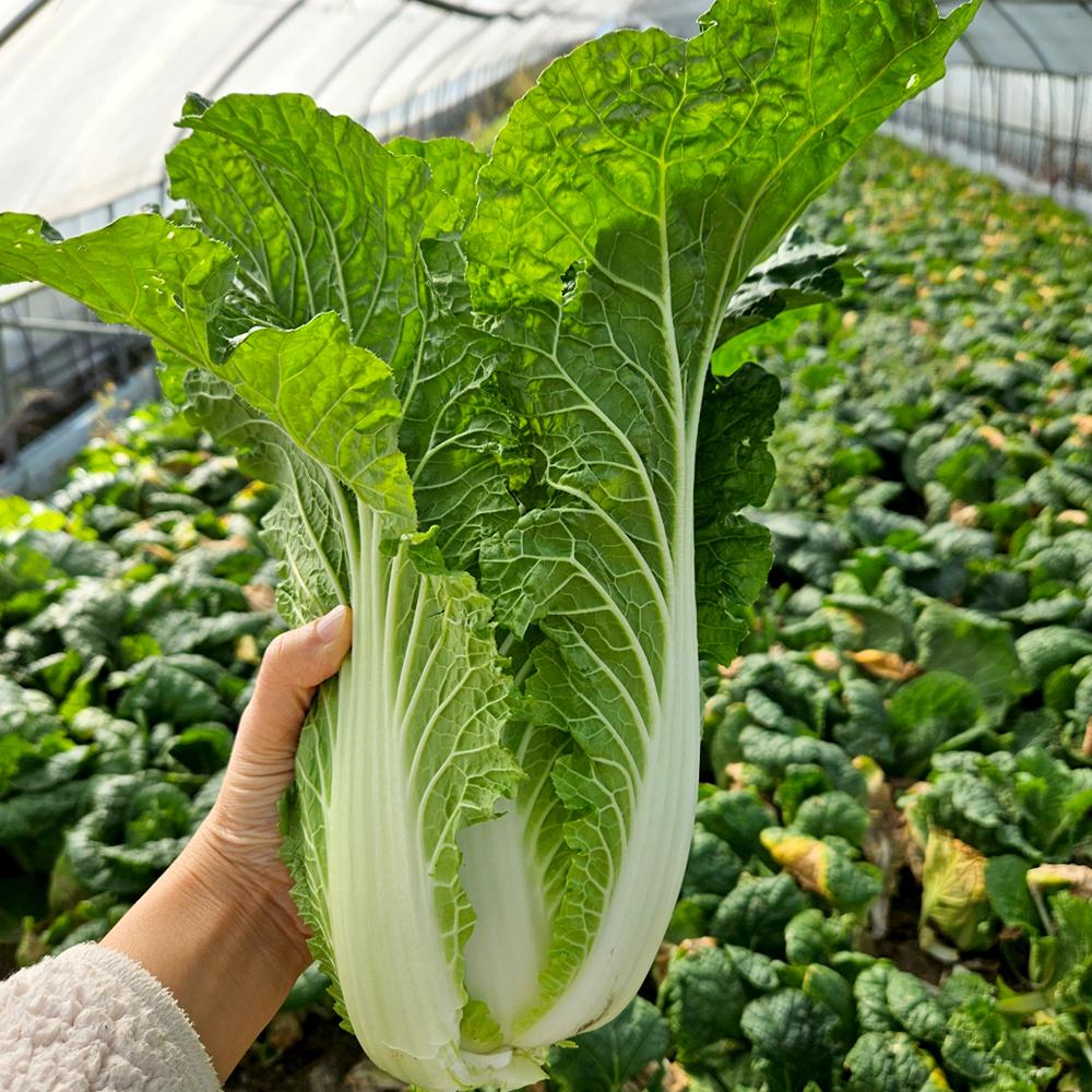[풀래음] 통찬 얼갈이배추  2kg/4kg/8kg