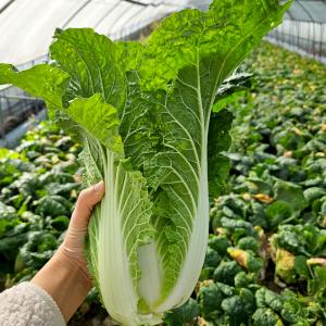 [풀래음] 통찬 얼갈이배추  2kg/4kg/8kg