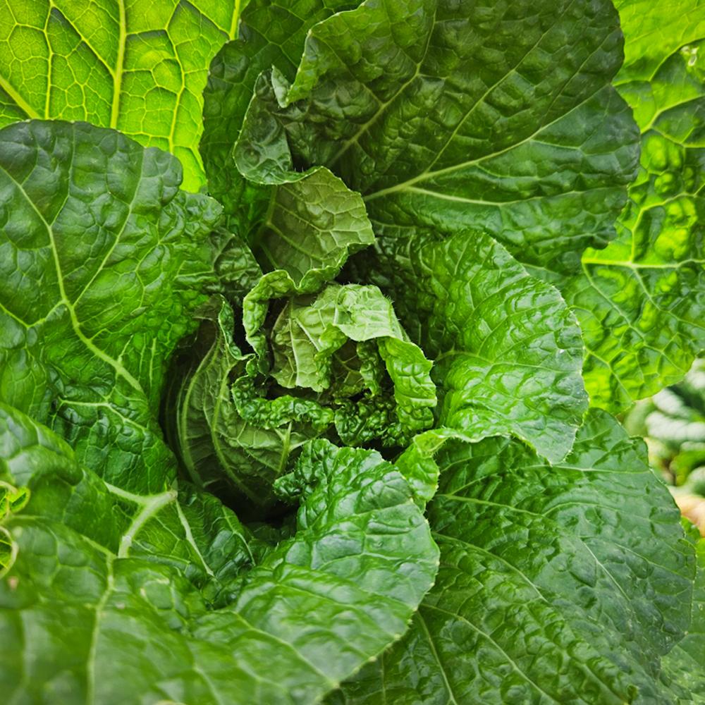 [풀래음] 통찬 얼갈이배추  2kg/4kg/8kg_2