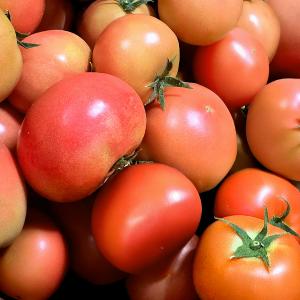 [행복한농부들] 완숙토마토 10kg