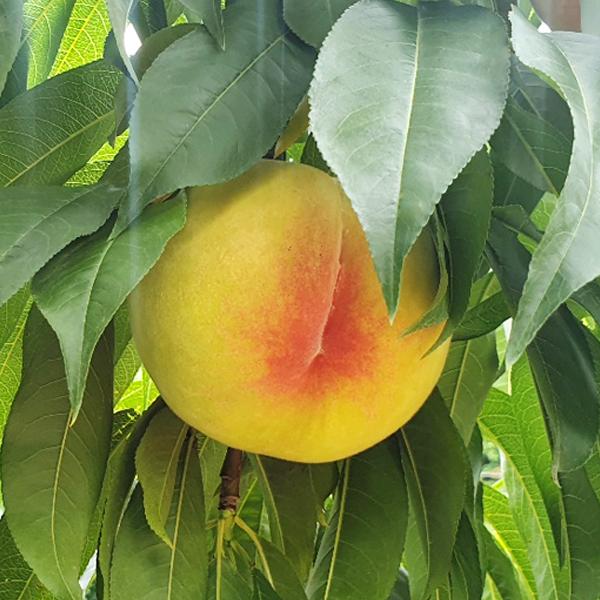 [감우재농원] 입안 가득 달콤한 마도카황도 4kg(13-14과)_2