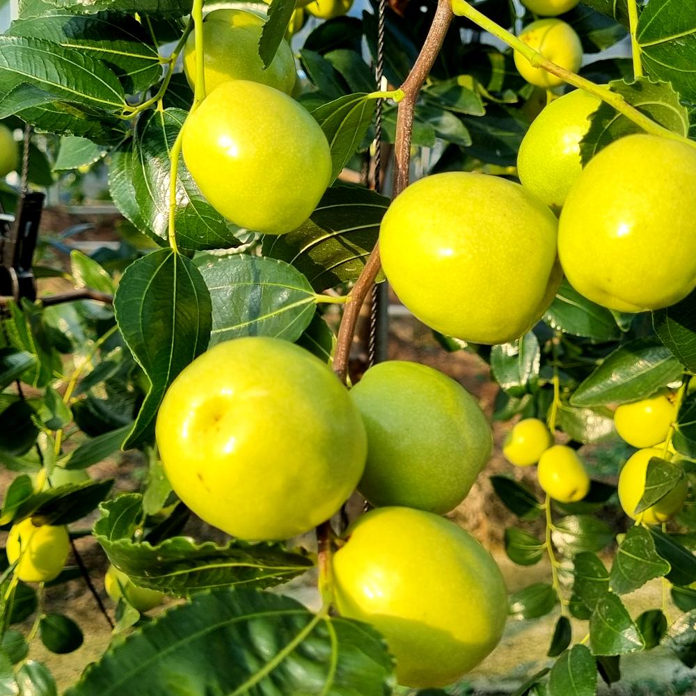 [대추나라] 아삭아삭한 햇 사과대추 2kg(500gx4팩)_1