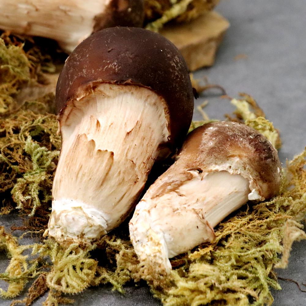 [감우재농원] 쫄깃하고 향이 좋은 참송이버섯 못난이 1kg(소)