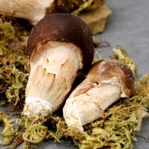 [감우재농원] 쫄깃하고 향이 좋은 참송이버섯 못난이 1kg(소)