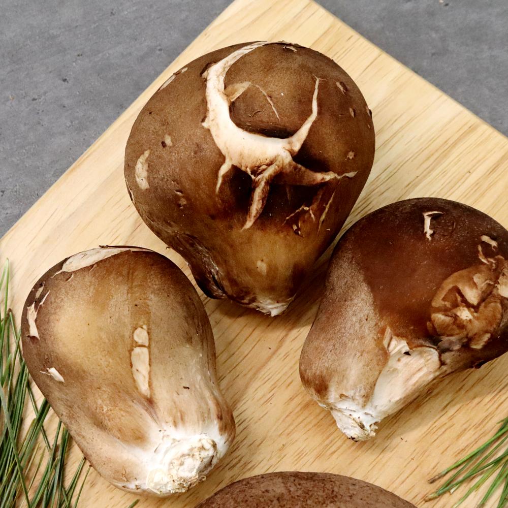 [감우재농원] 쫄깃하고 향이 좋은 참송이버섯 못난이 1kg(대)_1