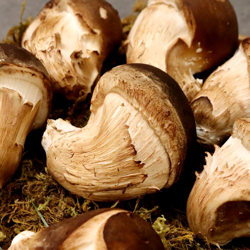 [감우재농원] 쫄깃하고 향이 좋은 참송이버섯 선물용 800g