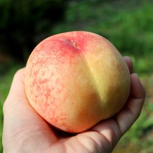 [찬들농원] 햇사레 아삭이 백도복숭아 2.5kg(12과내/10과내)