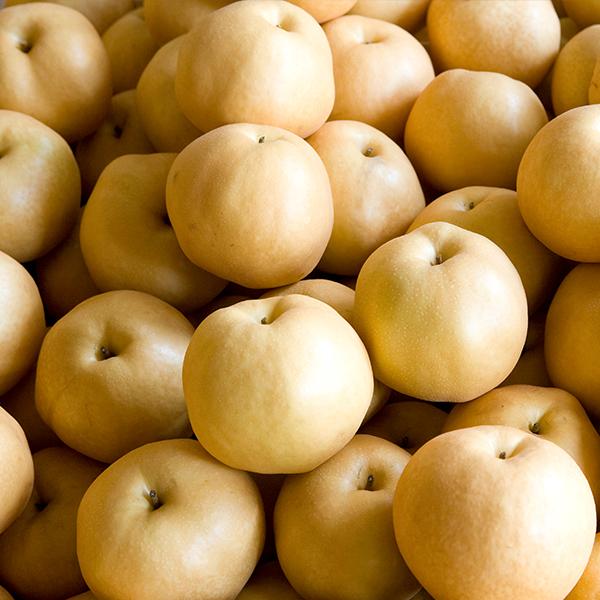 [원희성농가](9/10 첫출고) 음성 배 선물세트 7.5kg(특 11-12과 내외)_1