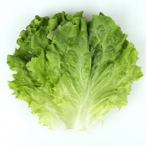 [풀래음] 아삭한 GAP 로메인 1kg/2kg