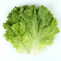 [풀래음] 아삭한 GAP 로메인 1kg/2kg
